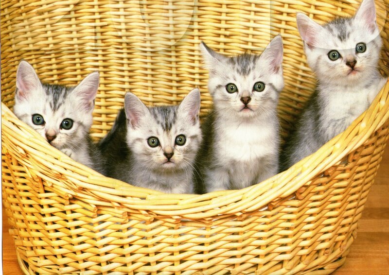 Four Kittens in Basket — Yellow