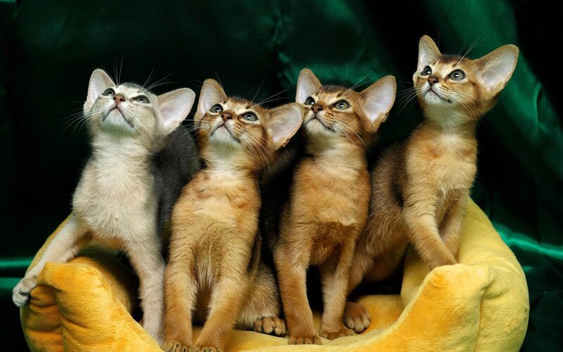 Four Kittens in Bed