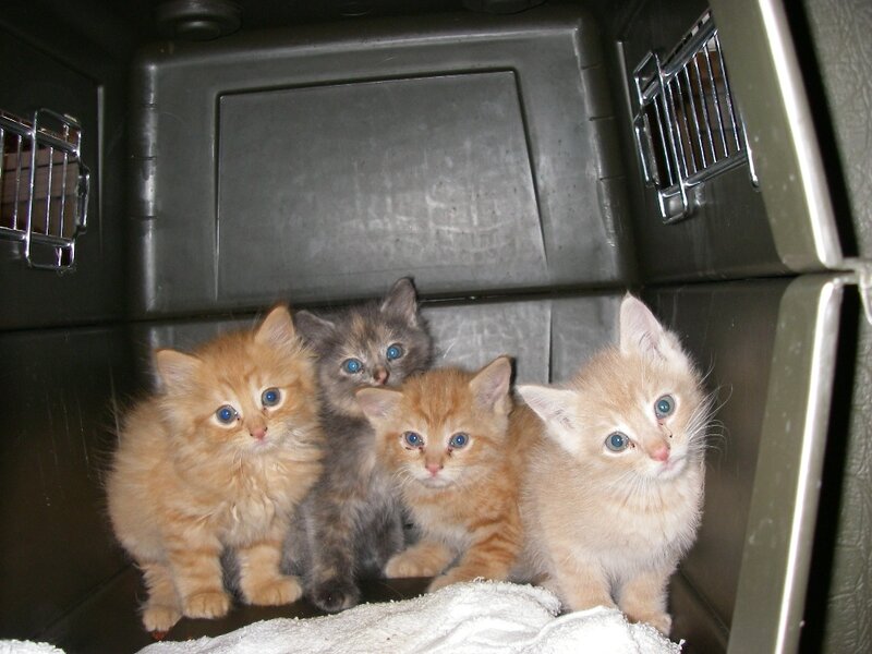 Four Kittens in Carrier