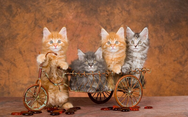 Four Kittens in Cart