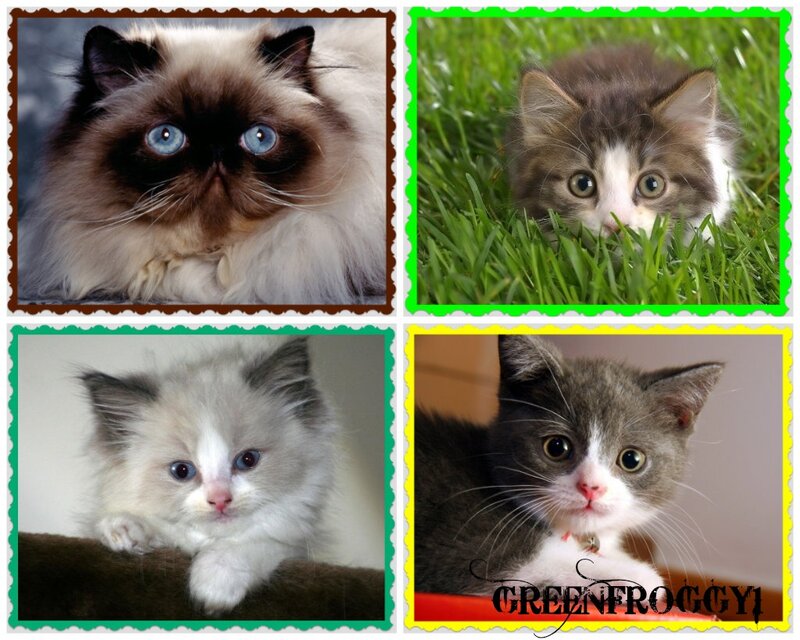 Four Kittens in Collage