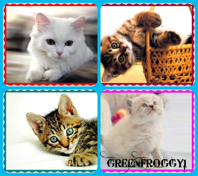 Four Kittens in Collage — White