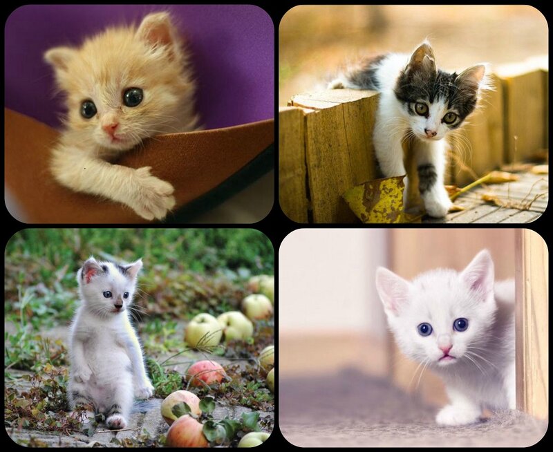 Four Kittens in Different Settings