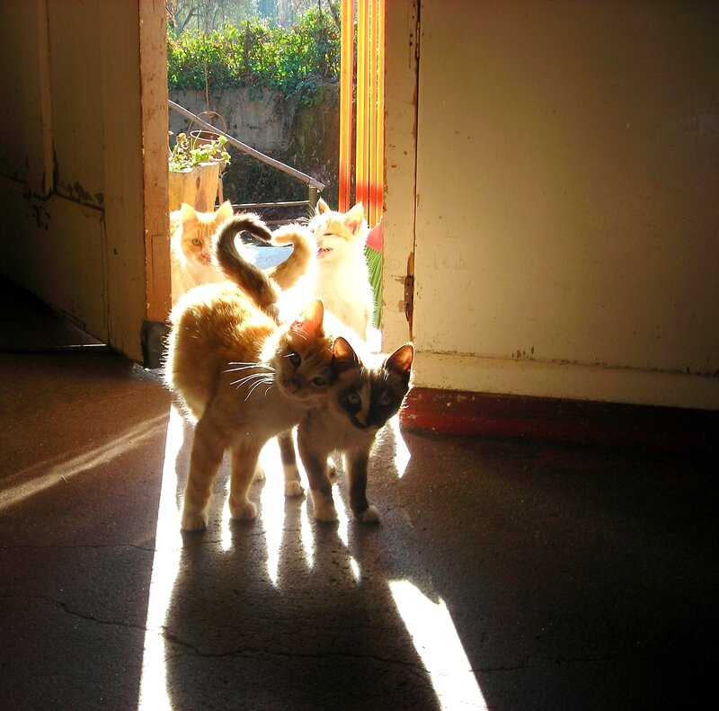 Four Kittens in Doorway