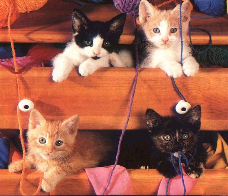 Four Kittens in Drawer