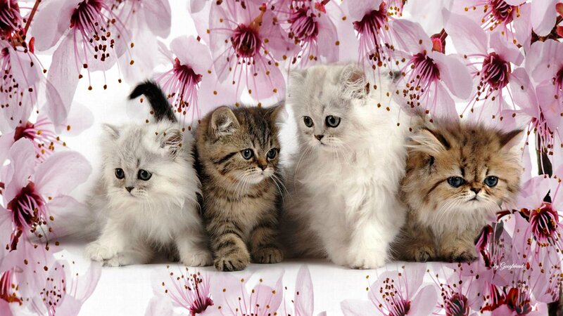 Four Kittens in Flowers