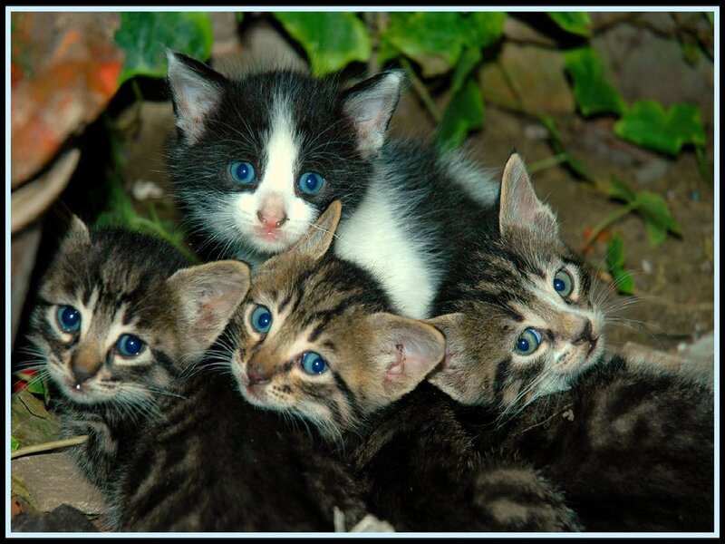Four Kittens in Foliage