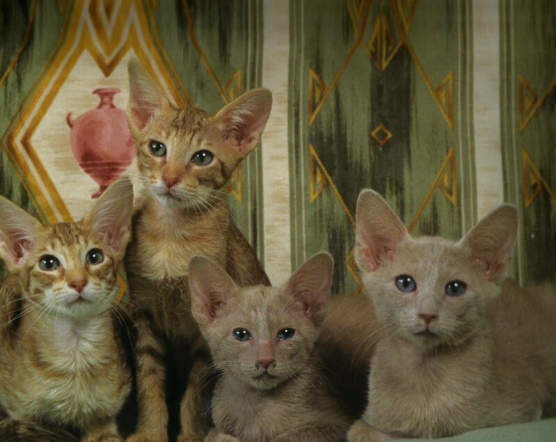 Four Kittens in Front of Wallpaper
