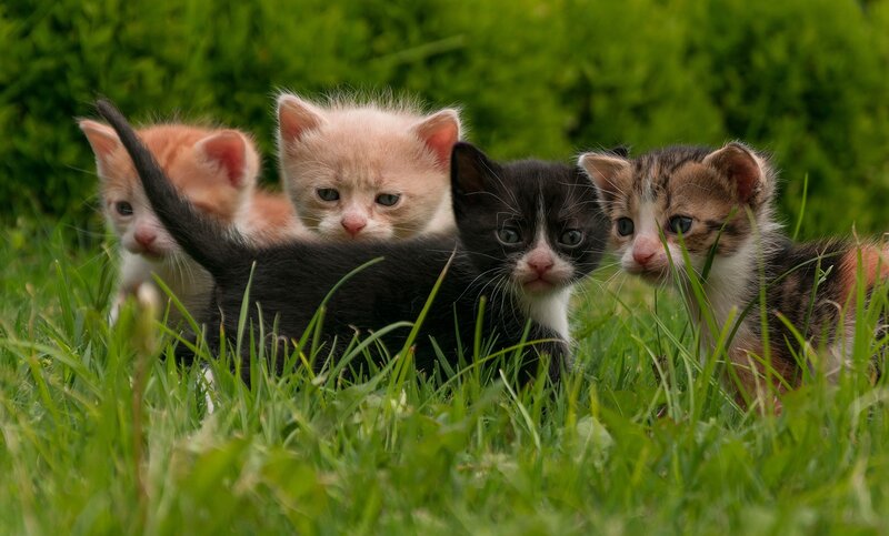 Four Kittens in Grass