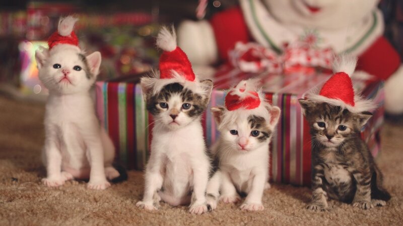 Four Kittens in Hats — Red, Festive