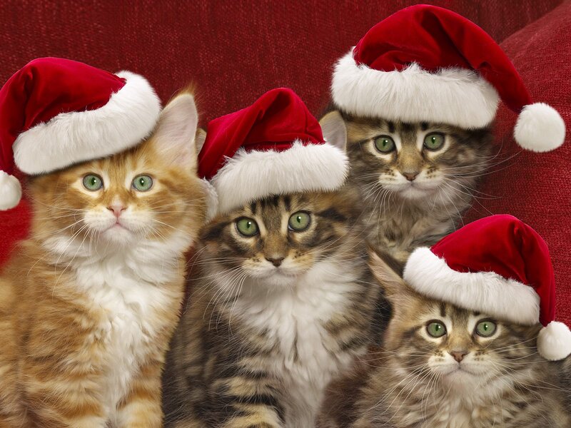 Four Kittens in Hats — Red