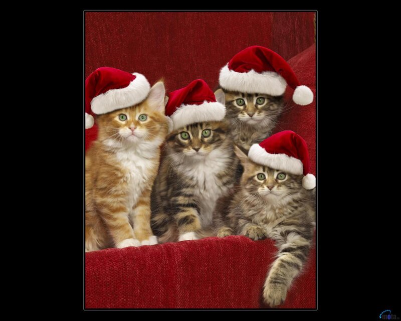 Four Kittens in Hats