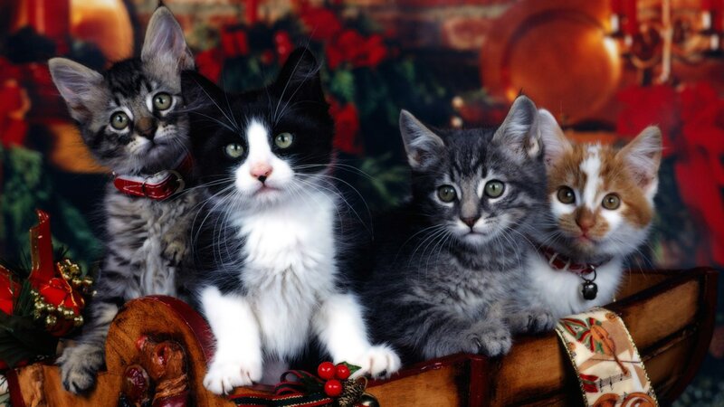 four kittens in holiday setting