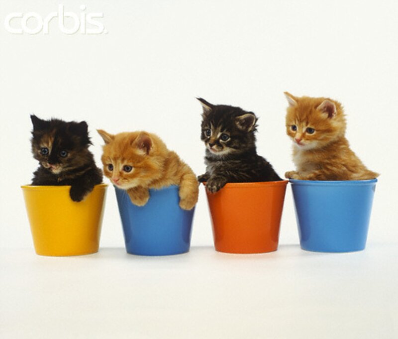 Four Kittens in Pots
