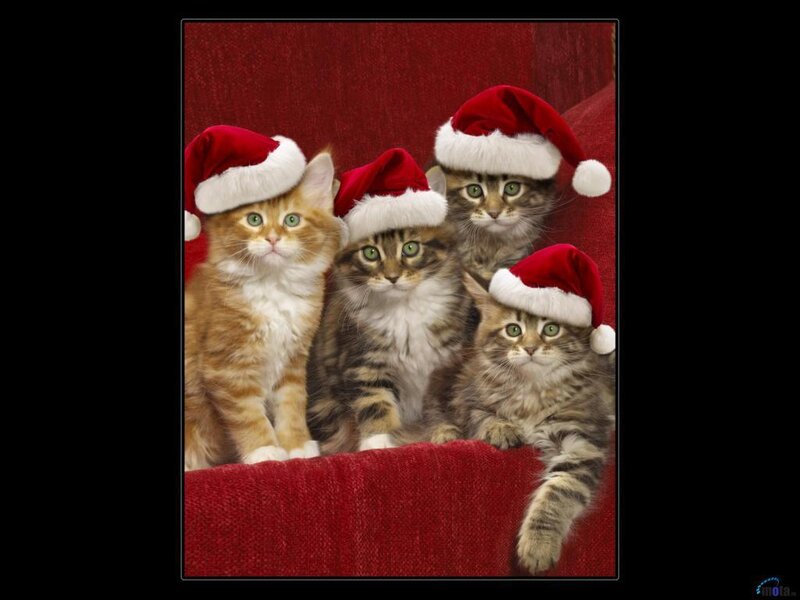 Four Kittens in Santa Hats