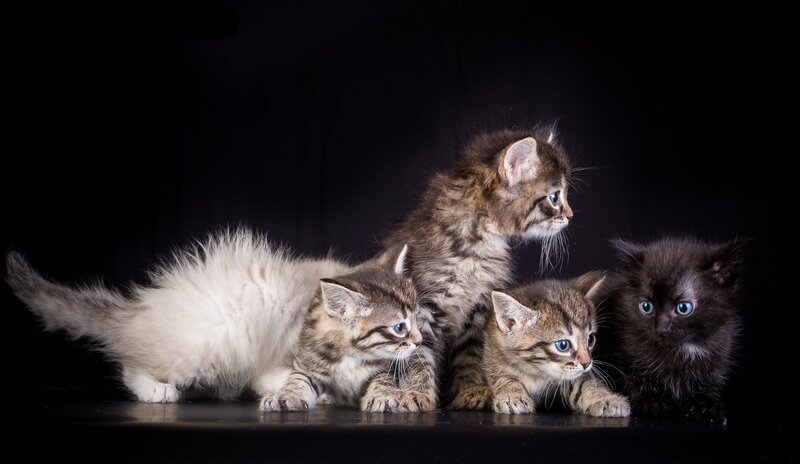 Four Kittens in Studio — Black