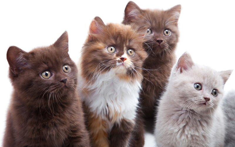 Four Kittens in Studio — Brown