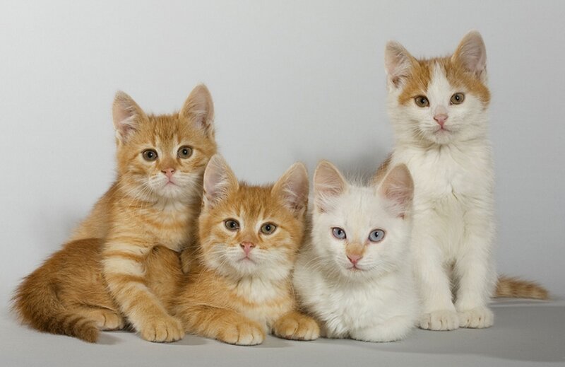 Four Kittens in Studio