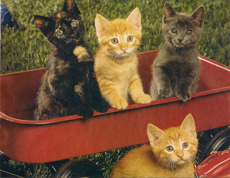 Four Kittens in Wagon