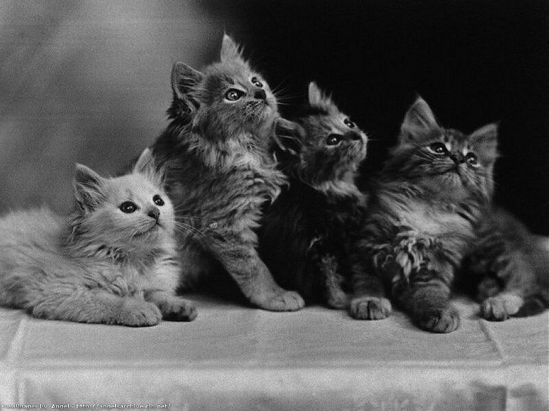 four kittens looking up