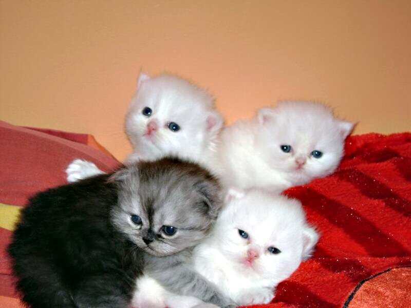 four kittens on a blanket