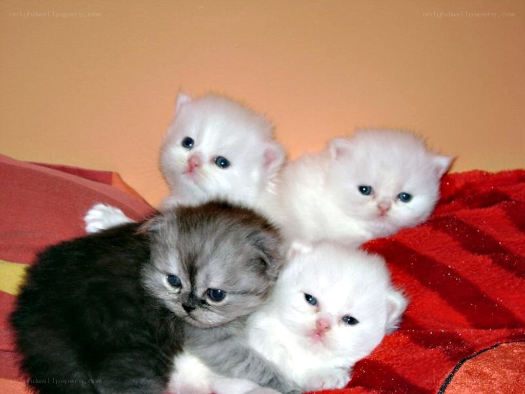 four kittens on a blanket