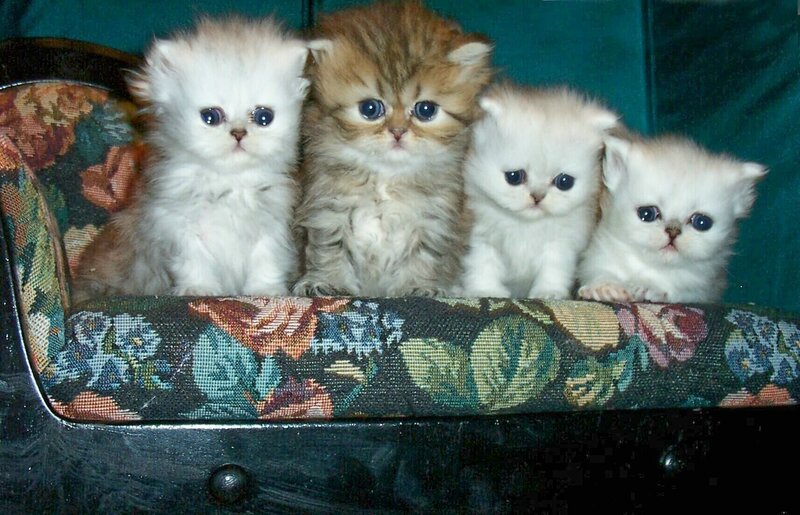 Four kittens on a couch