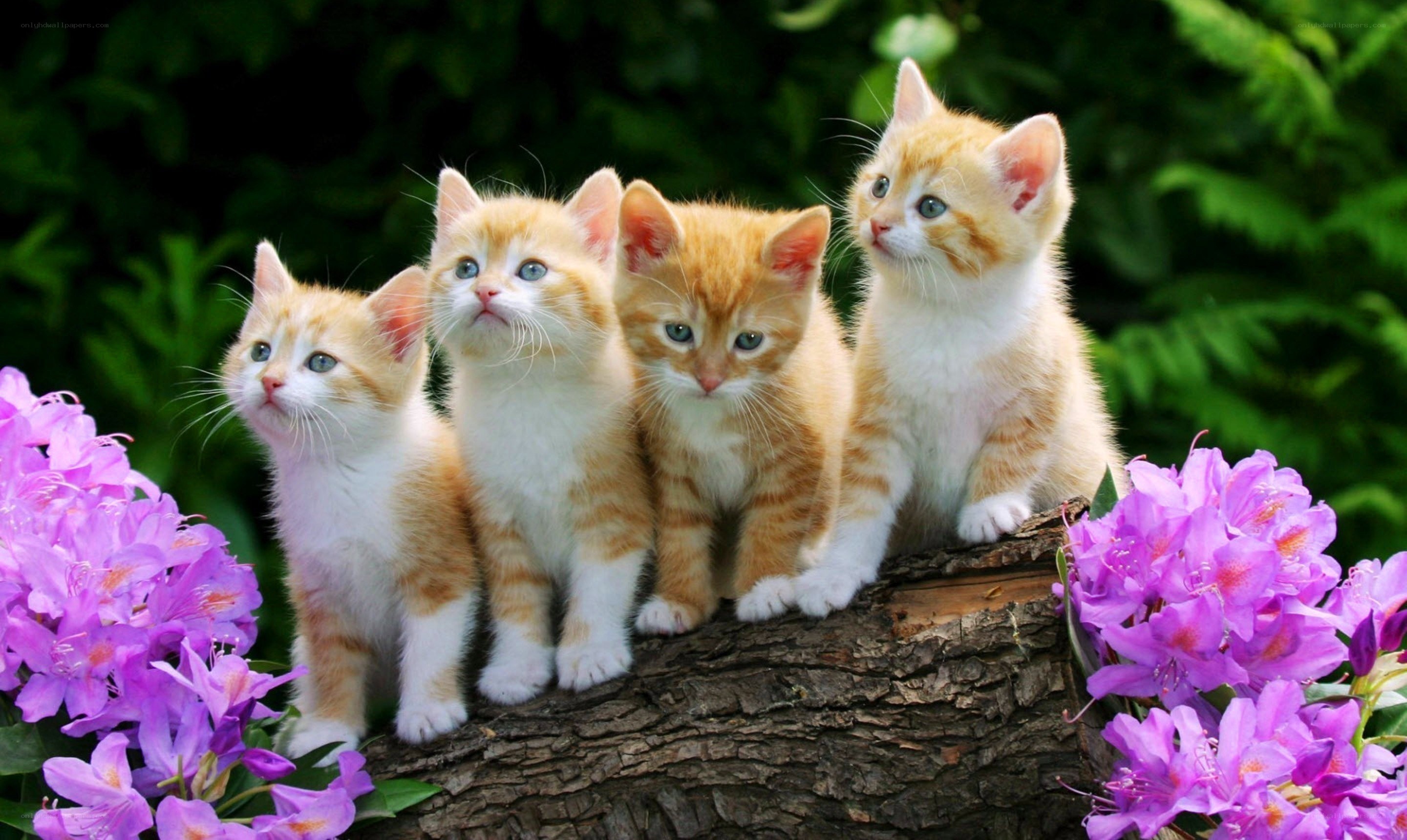 four kittens on a log