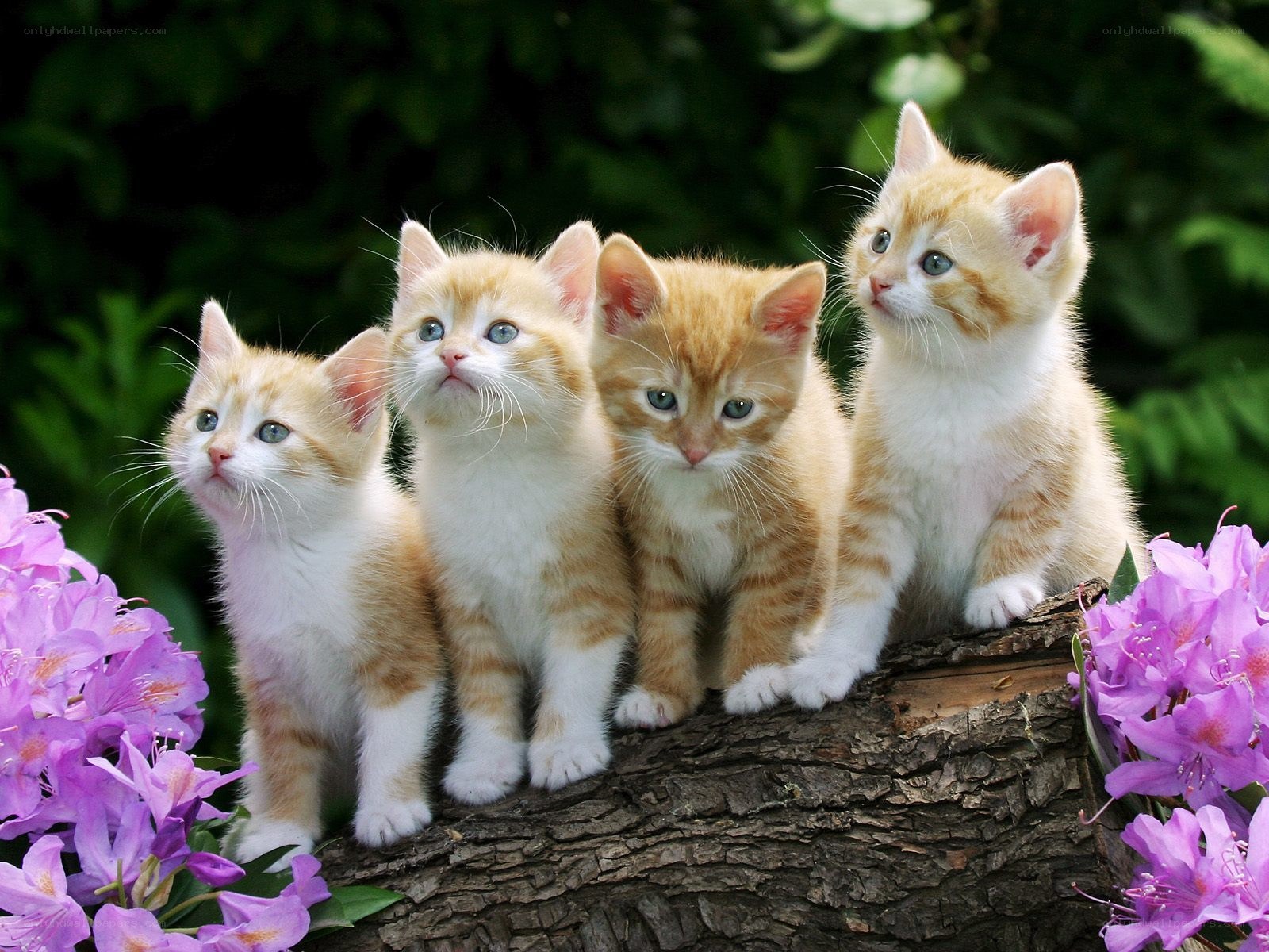 four kittens on a log