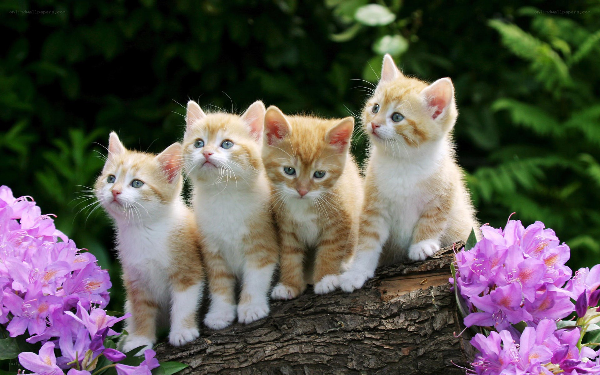 four kittens on a log