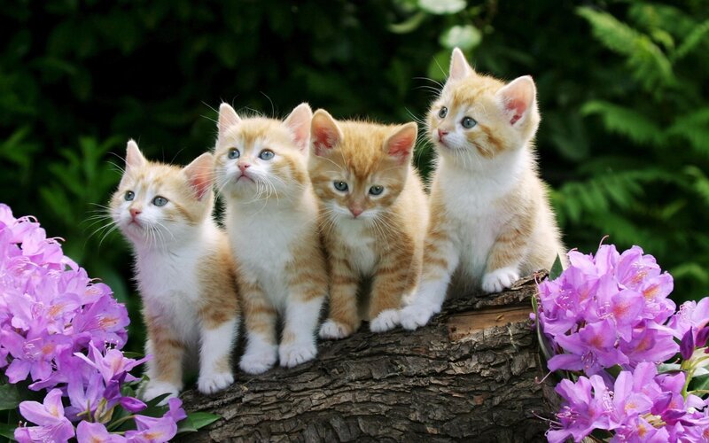four kittens on a log
