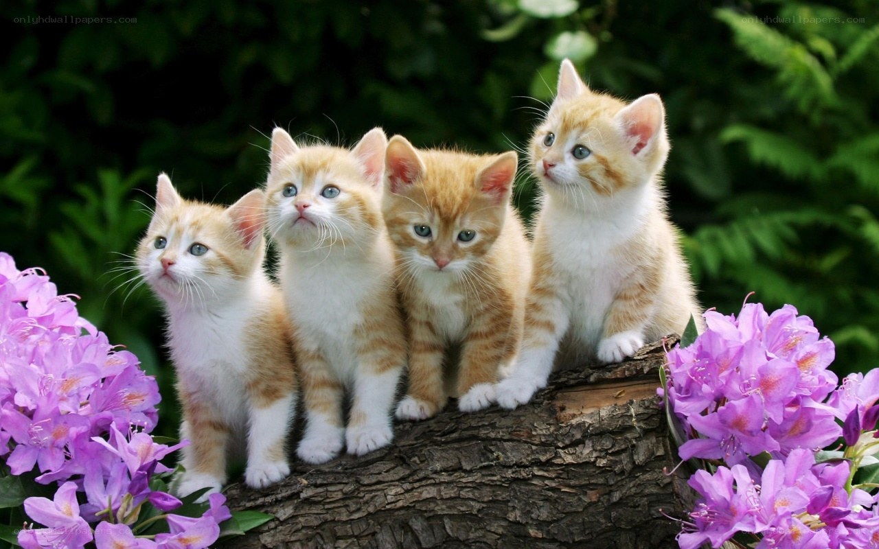 four kittens on a log