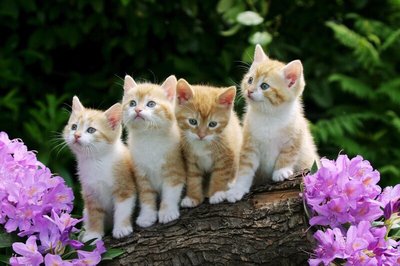 Four kittens on a log