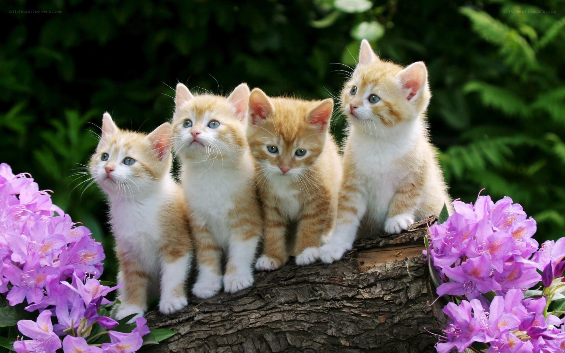 four kittens on a log
