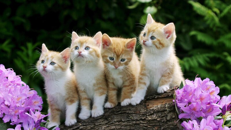 four kittens on a log
