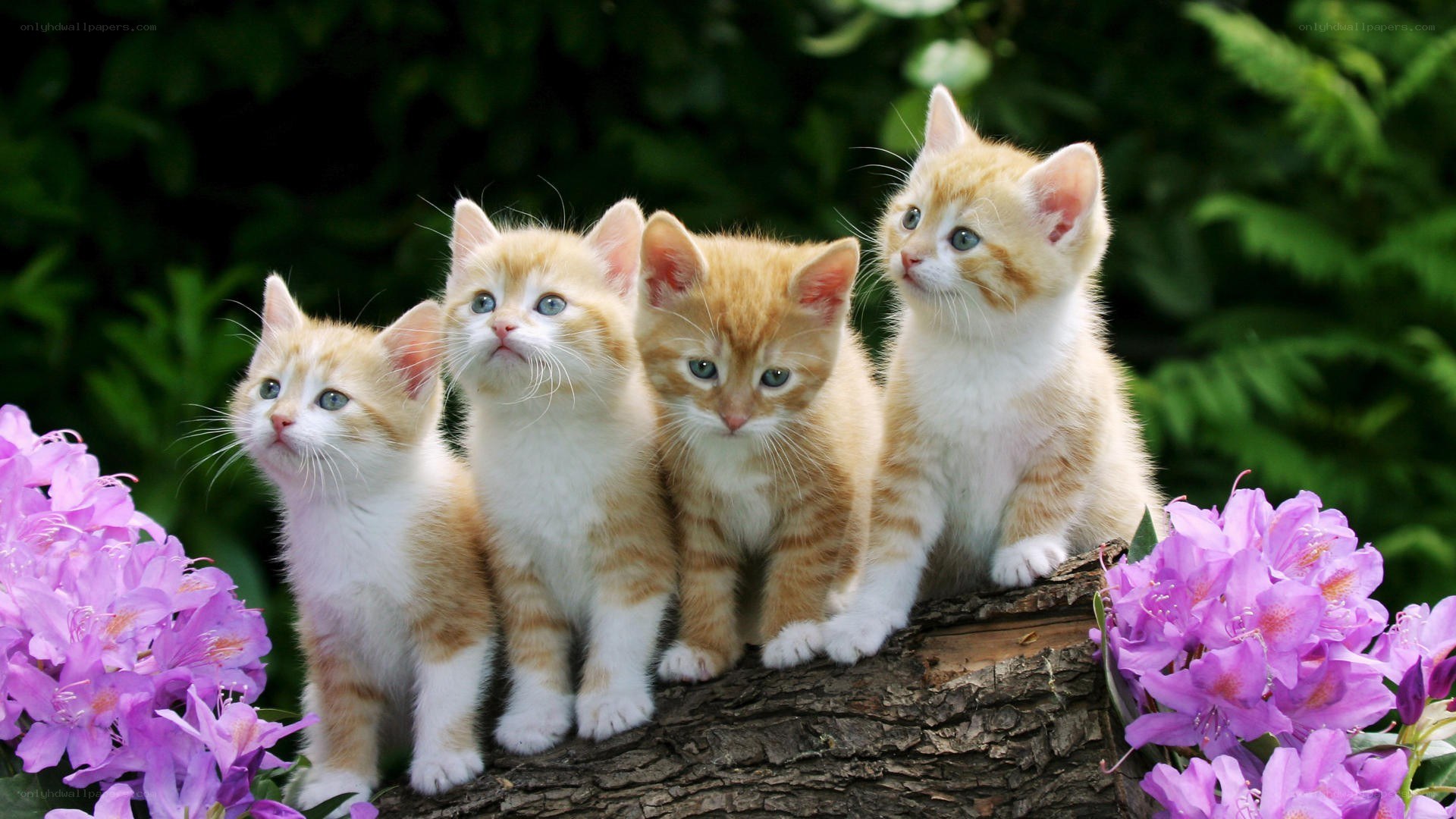 four kittens on a log