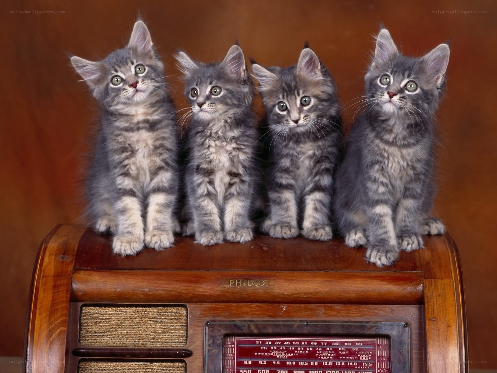 four kittens on a radio