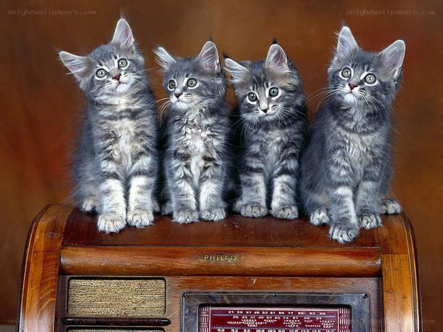 four kittens on a radio