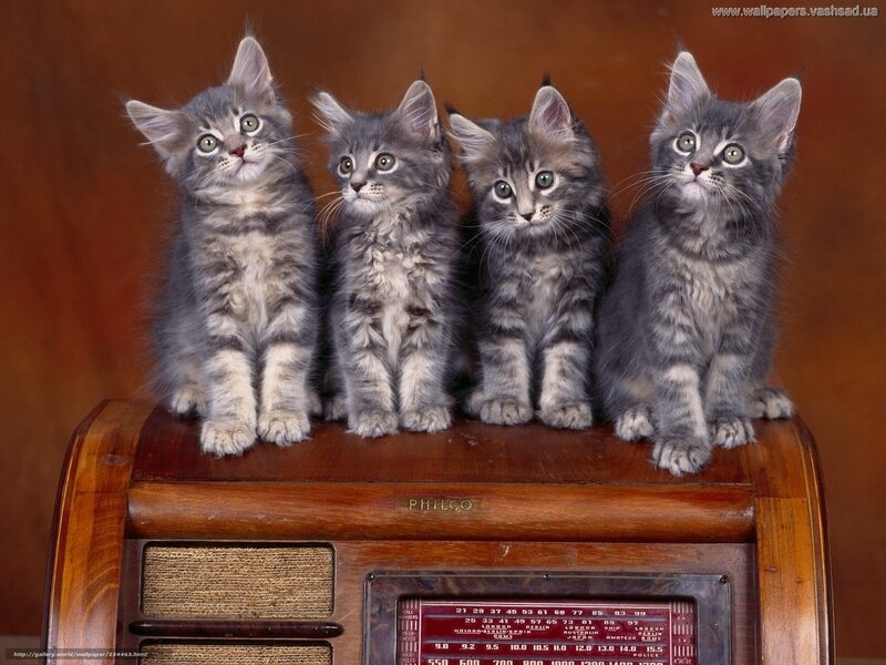four kittens on a radio