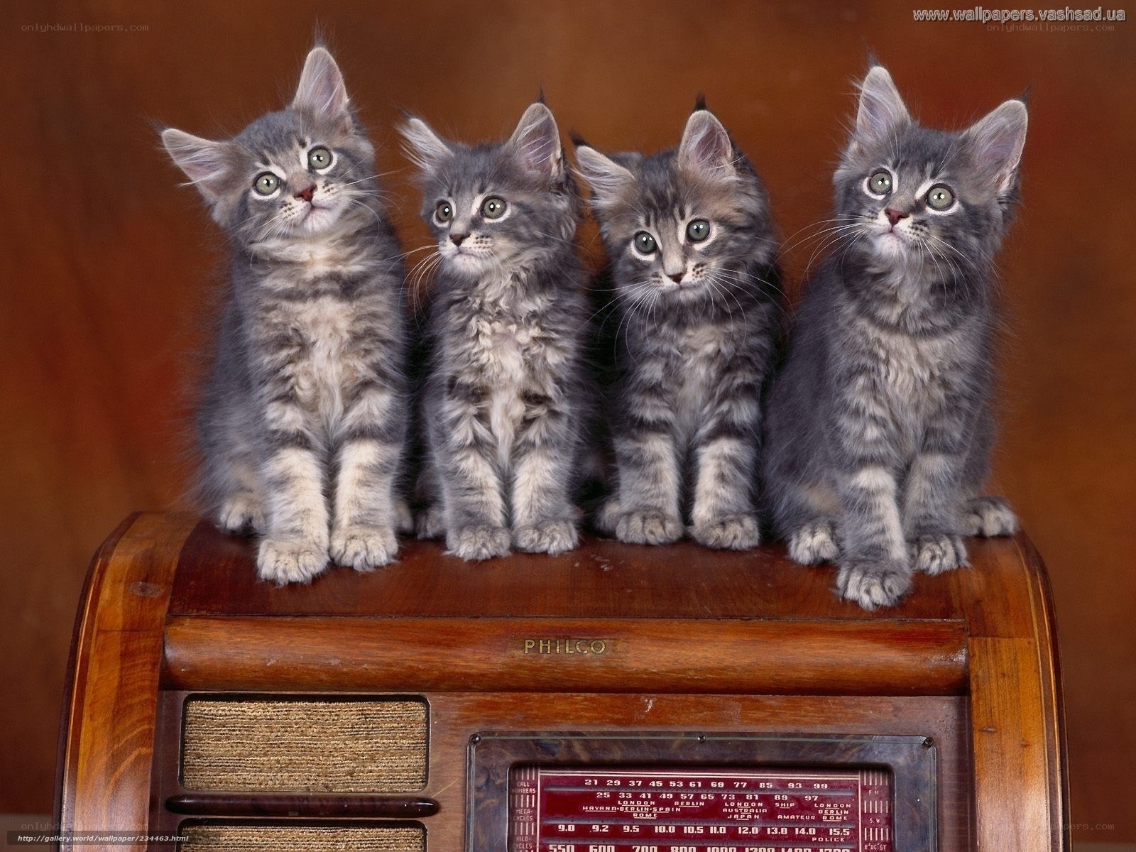 four kittens on a radio