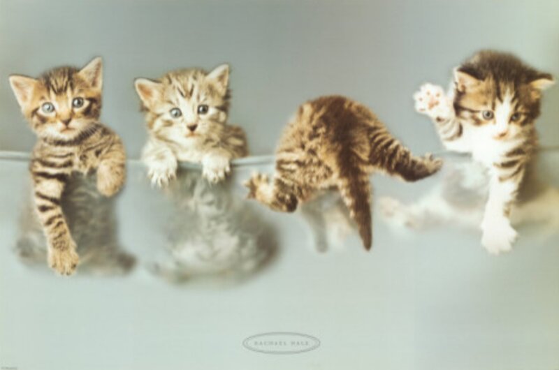 Four Kittens on a Surface