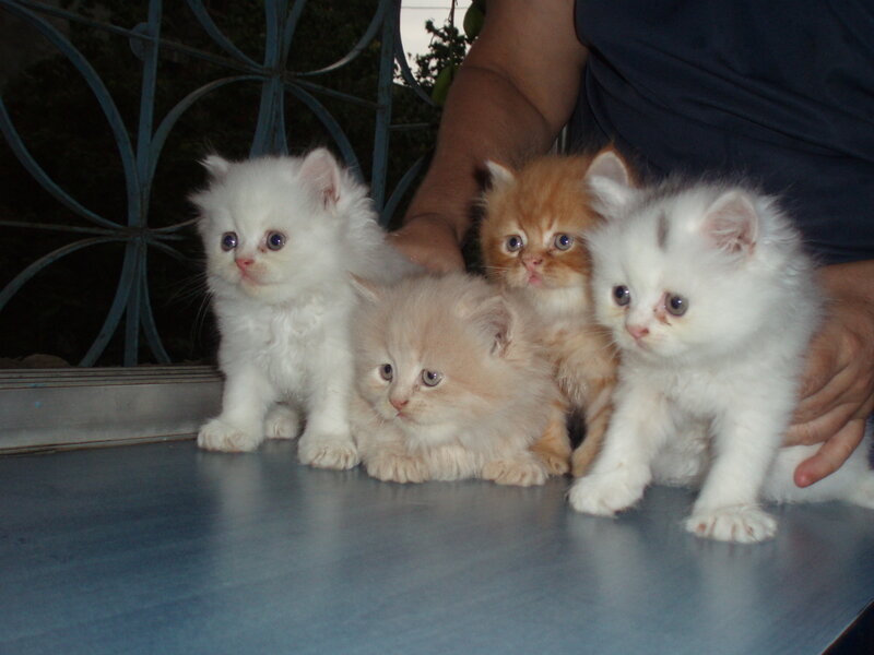 four kittens on a table