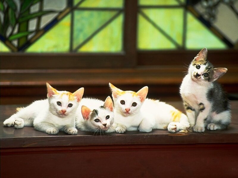 Four Kittens on a Windowsill