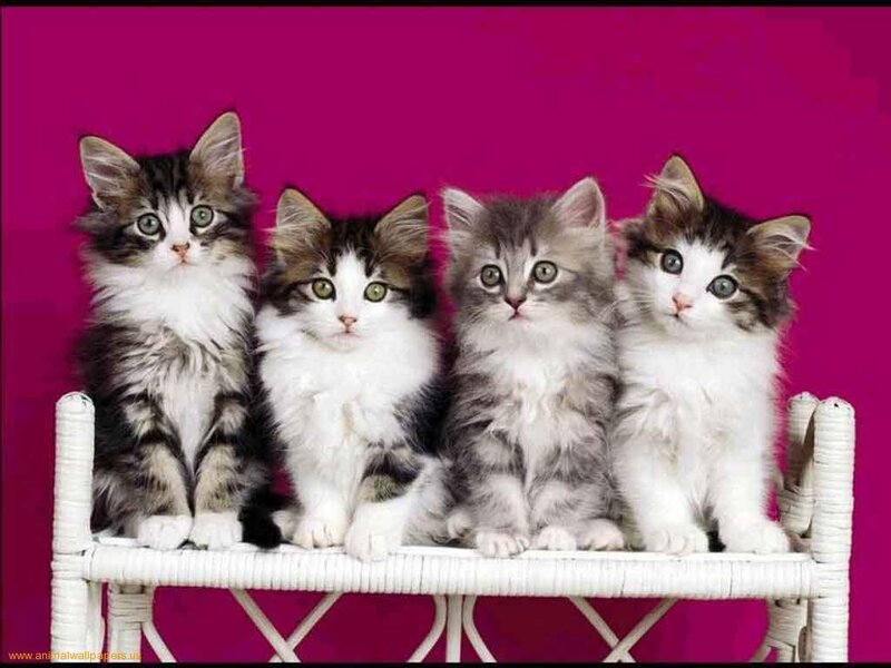 Four Kittens on Bench