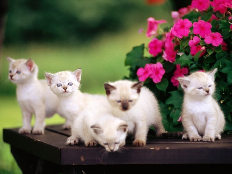 Four Kittens on Bench — White, Calm, Afternoon
