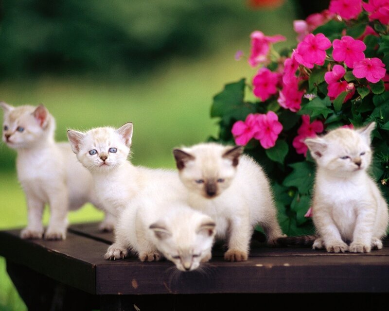 Four Kittens on Bench — White
