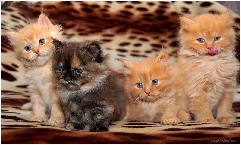 Four Kittens on Blanket — Orange