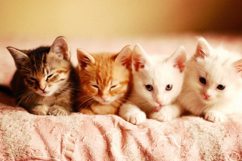 Four Kittens on Blanket — Pink, Calm