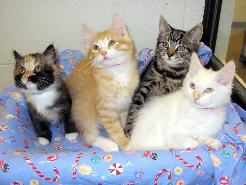 Four Kittens on Blanket