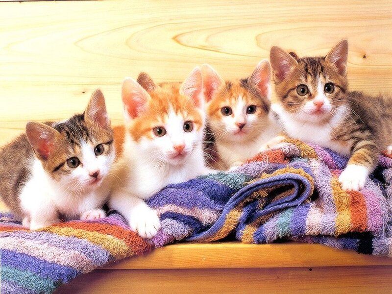 Four Kittens on Blanket — White, Calm